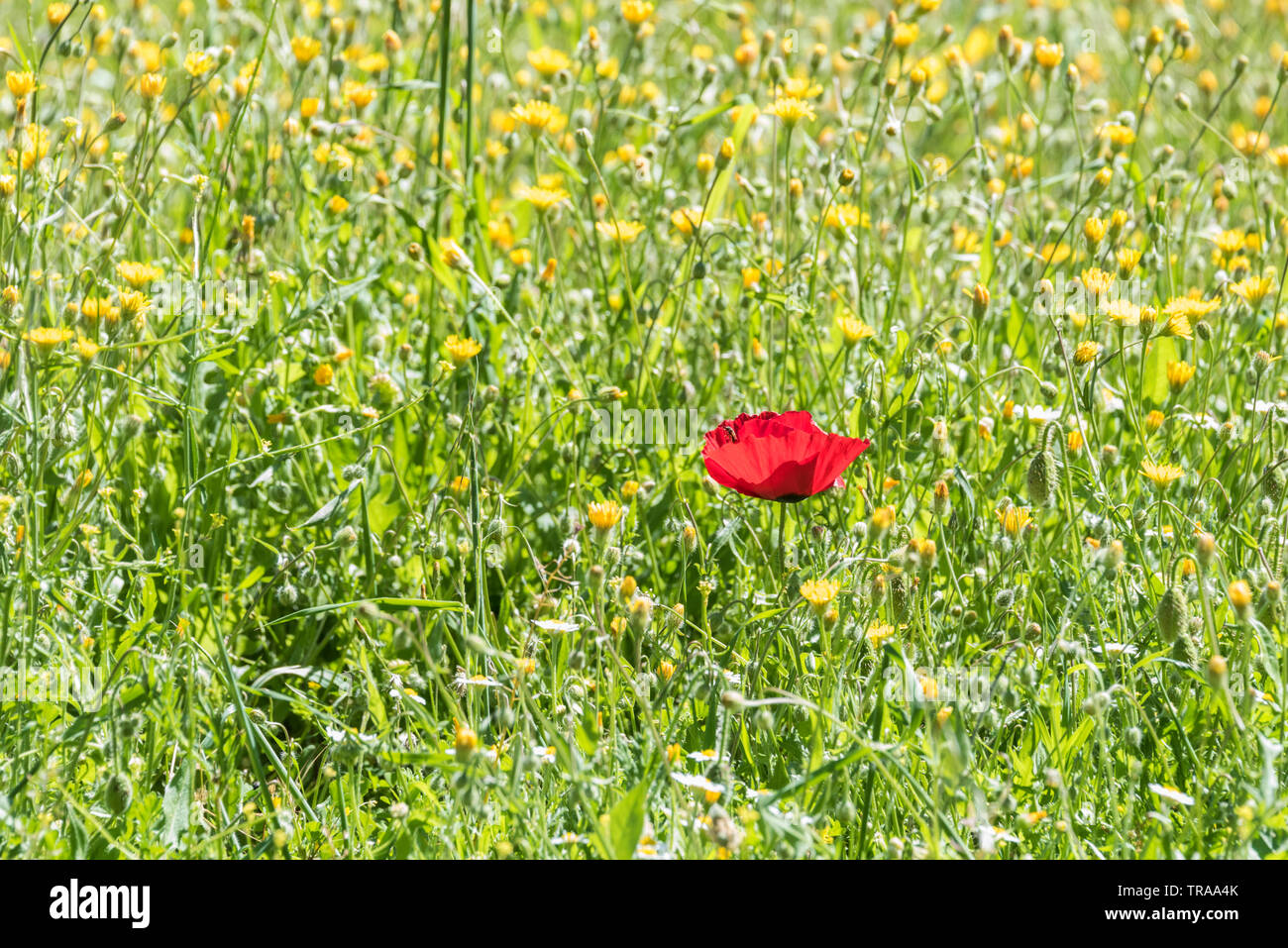 Domaine de coquelicots (Papaver sp) Banque D'Images