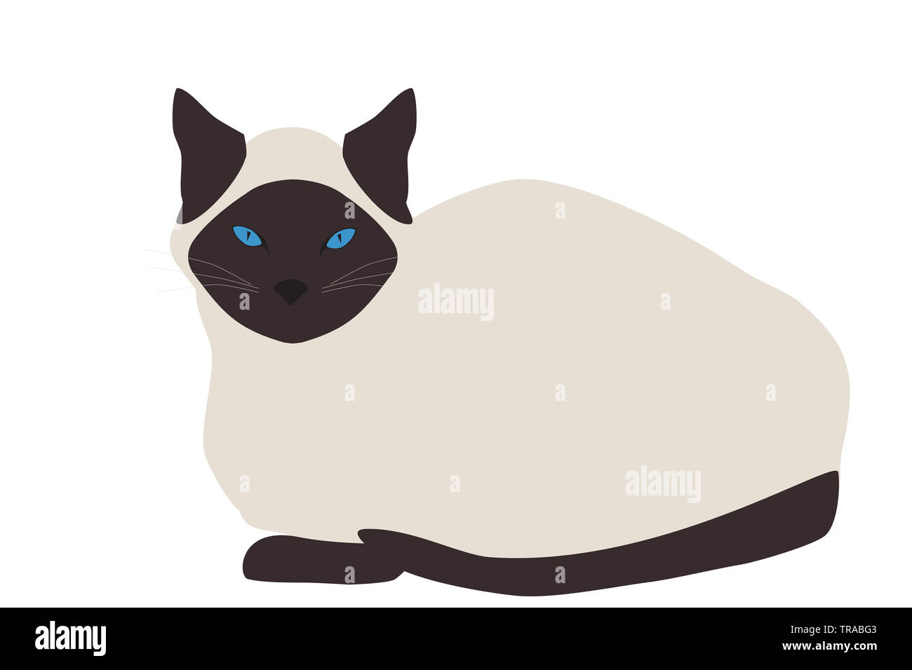 Chat Siamois isolé sur fond blanc. Icône kitty thaï Banque D'Images