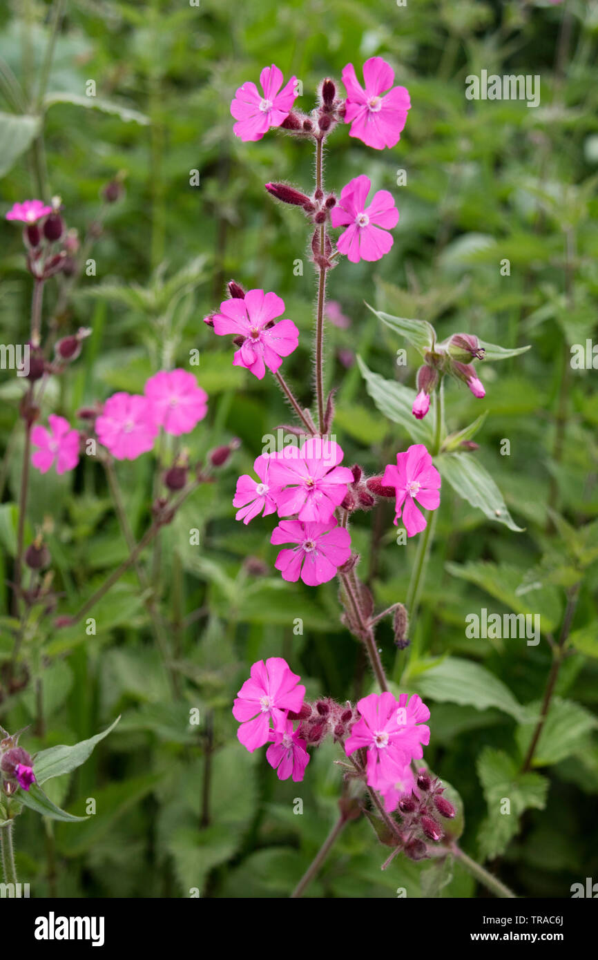 Red campion 'Silene dioica' Banque D'Images