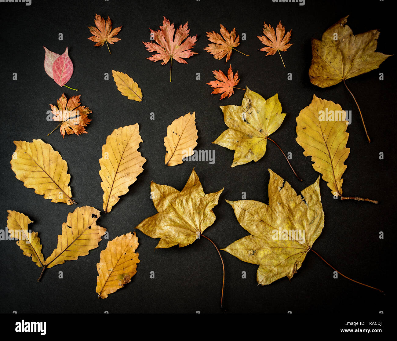 Les feuilles d'automne sur fond sombre. Banque D'Images
