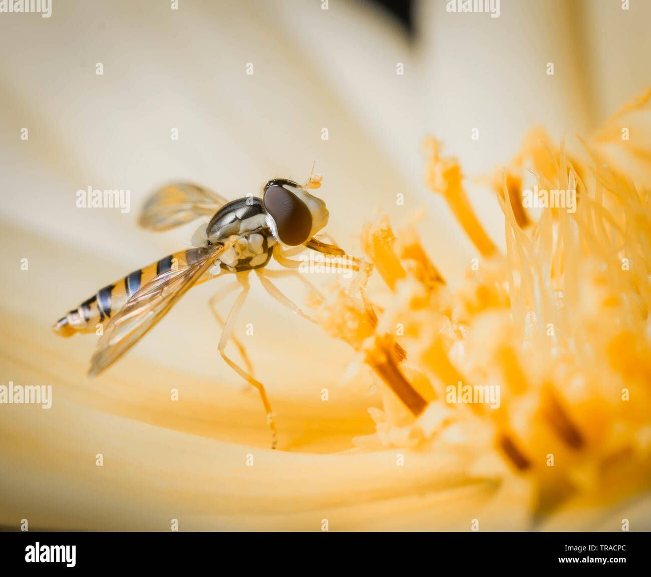 Petit insecte posé sur une fleur jaune orange. Image Macro close up. Banque D'Images
