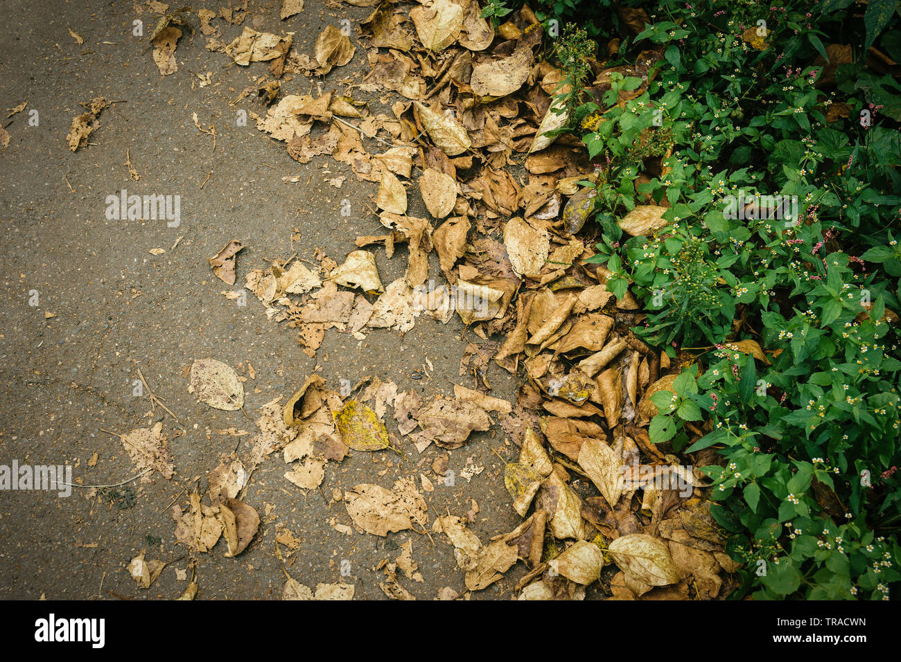 Les feuilles d'automne sur l'herbe flétrie. Focus sélectif. Banque D'Images