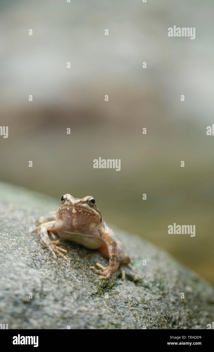 Flux grec Frog, Rana graeca,à côté de petit cours d'eau pendant la saison de reproduction. Banque D'Images