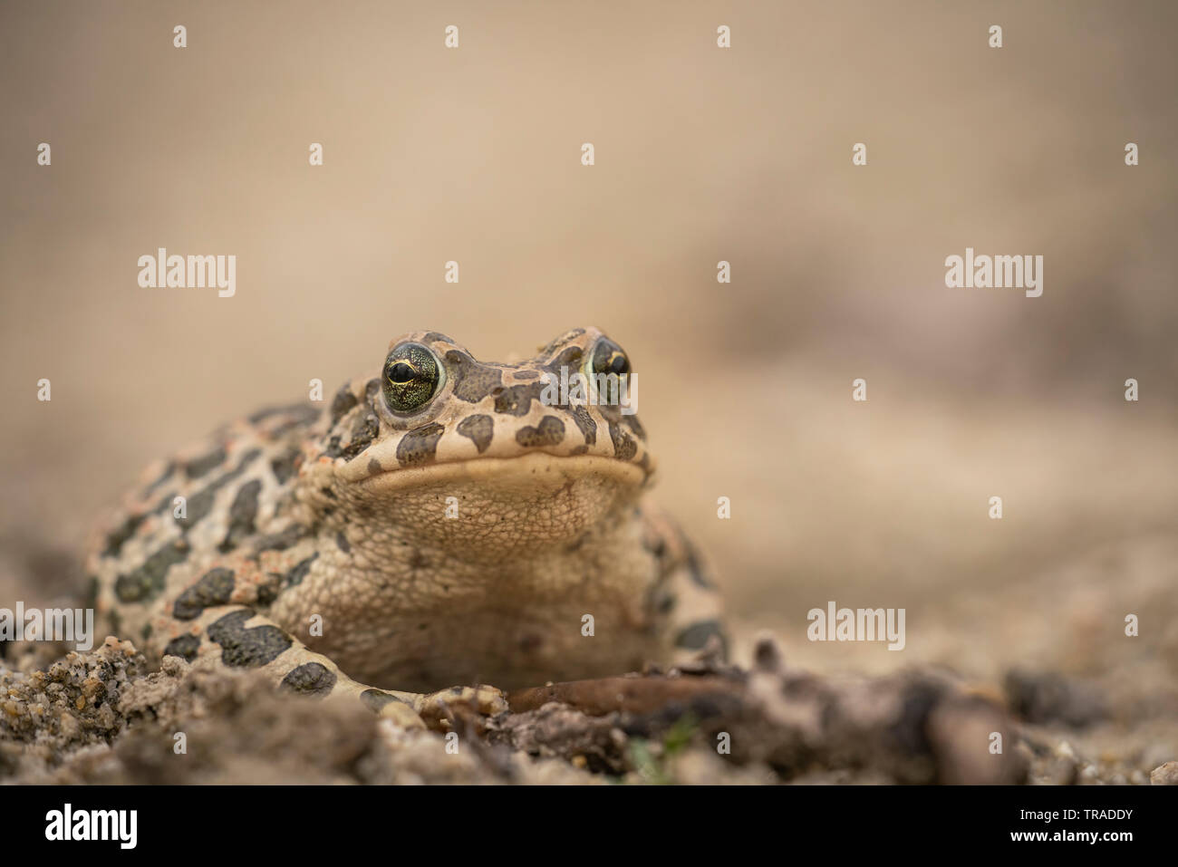 Crapaud vert (Bufo viridis, sur sol sablonneux au bord de la piscine de reproduction Banque D'Images