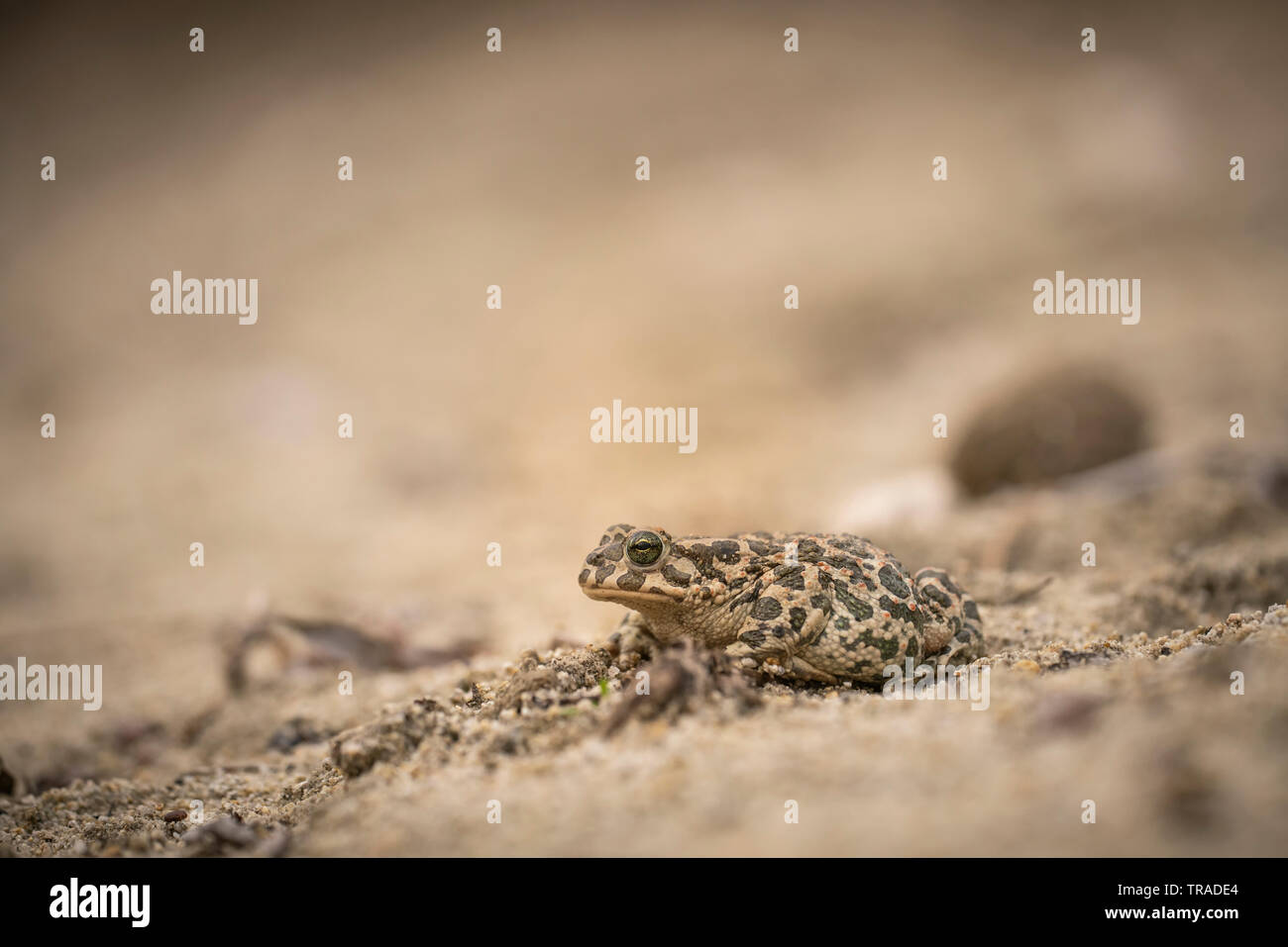 Crapaud vert (Bufo viridis, sur sol sablonneux au bord de la piscine de reproduction Banque D'Images