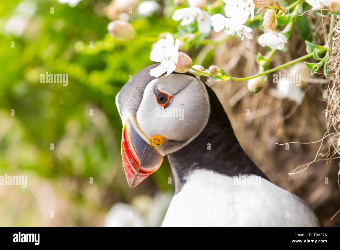 Les macareux sur l'île de Skomer de la côte de Pembrokeshire UK Banque D'Images