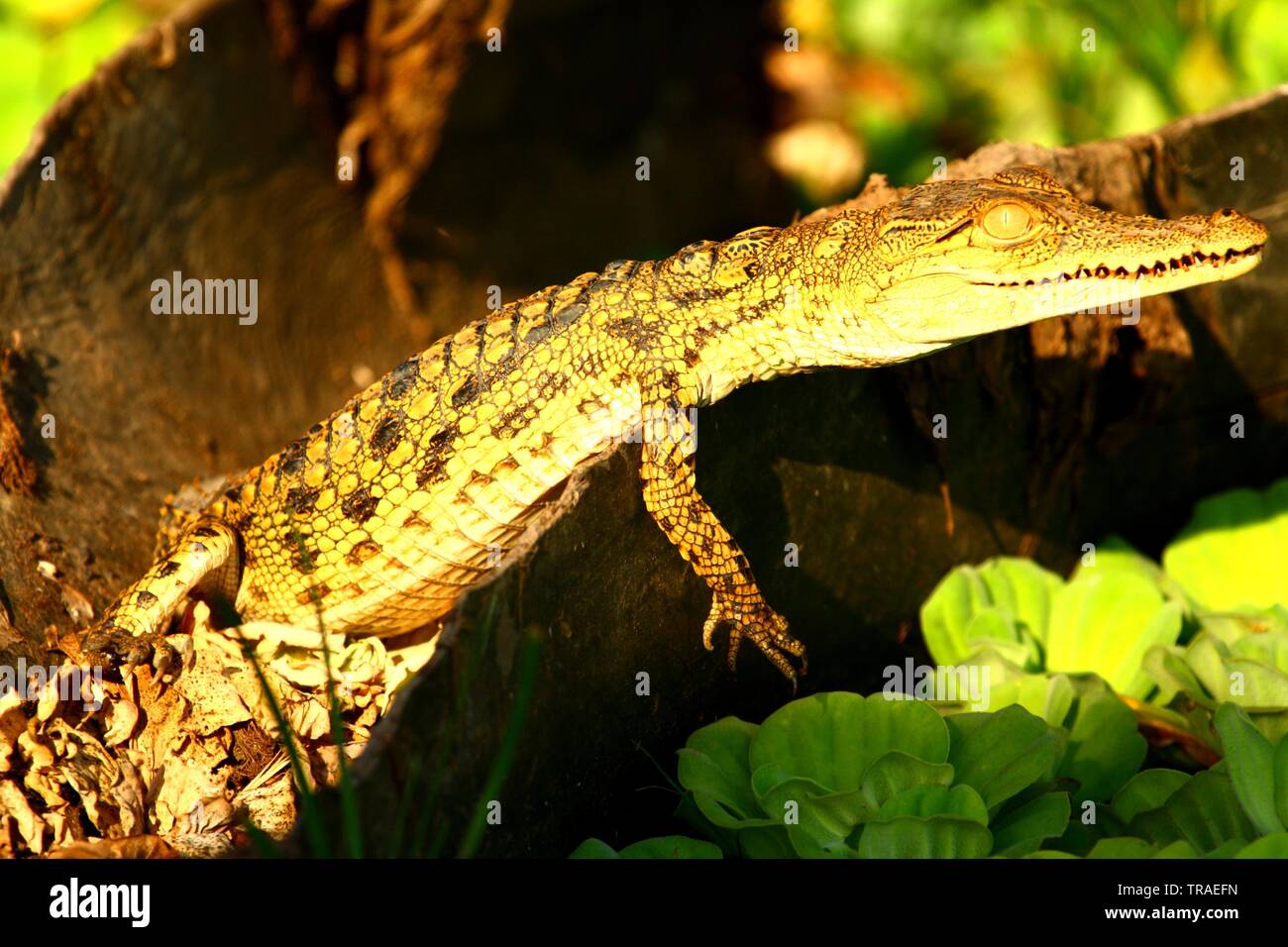 Un Bebe Crocodile Au Soleil Sur La Rive Du Fleuve A Selous Photo Stock Alamy