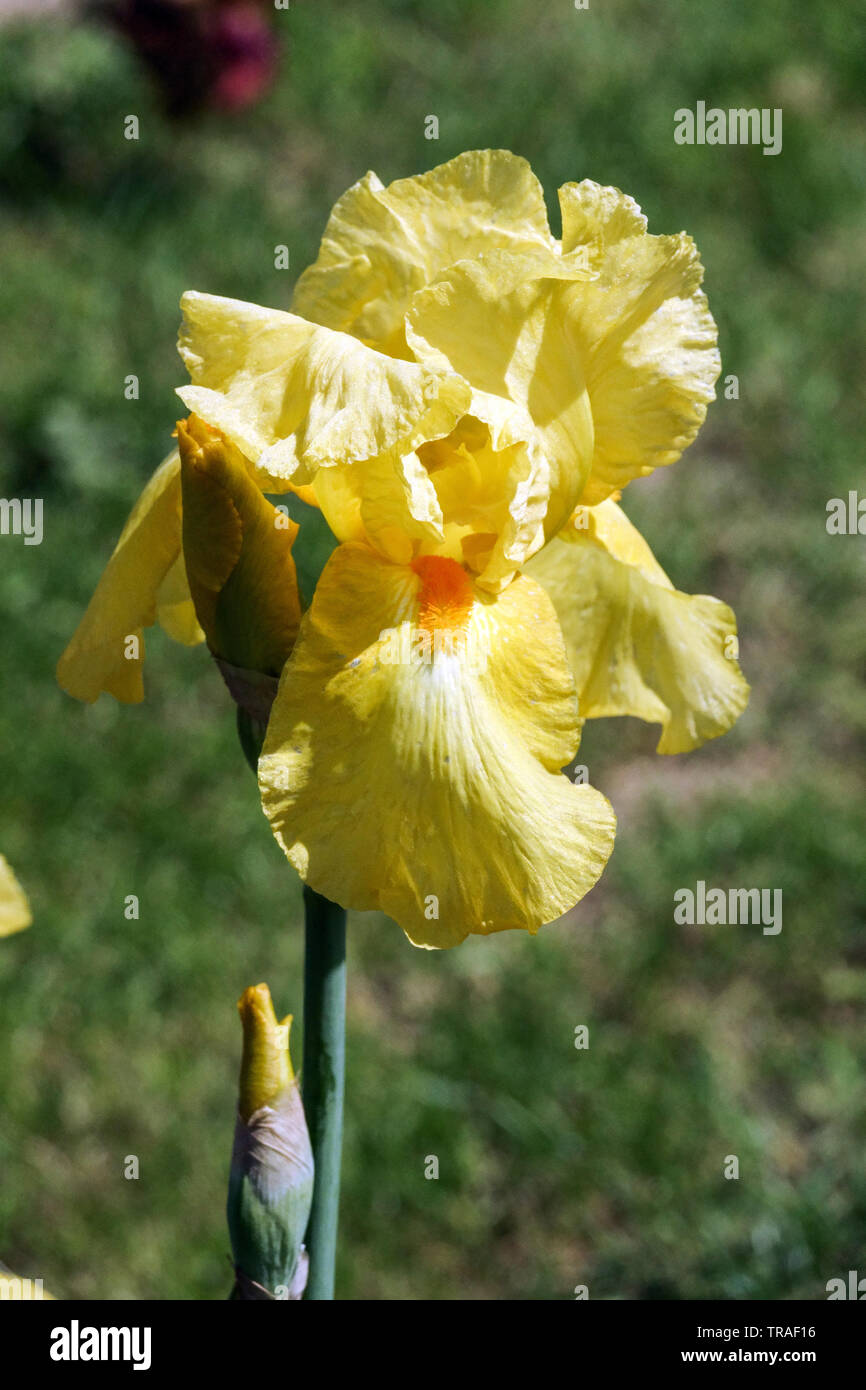 Fleur d'iris jaune pâle « Techny carillons » Grand iris barbu Banque D'Images