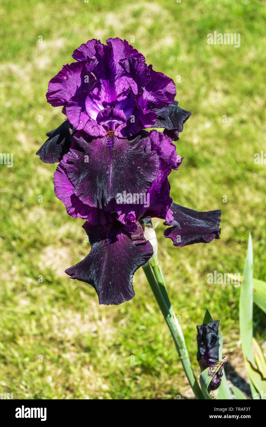 Iris 'Nightmare', Iris, Tall Bearded Iris, beau jardin de fleurs, plantes vivaces Banque D'Images