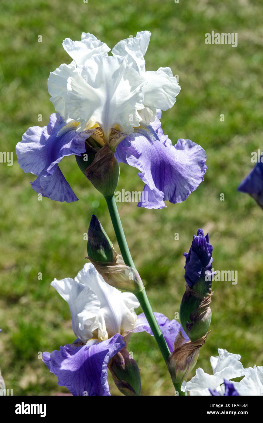 Iris blanc bleu 'Stairway to Heaven', Ilees, grande fleur d'iris barbu, Iris Barbata, belles fleurs de jardin, plante vivace Banque D'Images