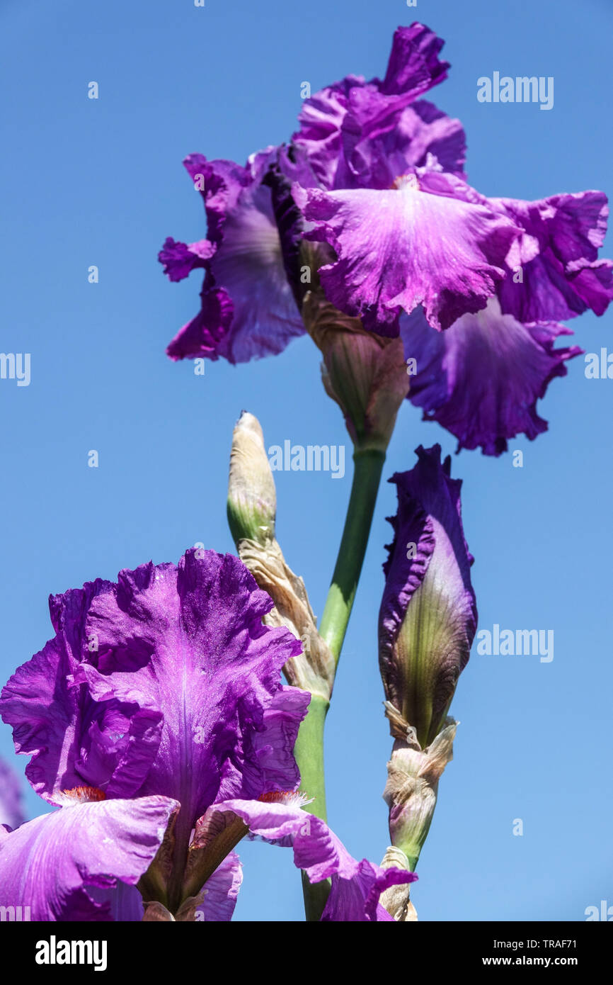 Iris mauve 'City', Iris, de grands Iris, jardin fleurs, plantes vivaces Banque D'Images