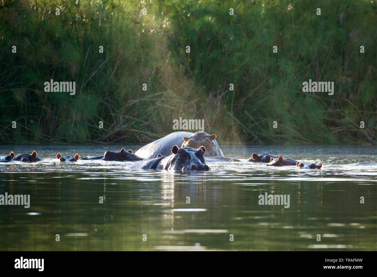 Hippopotames dans le delta de l'Okavango Banque D'Images