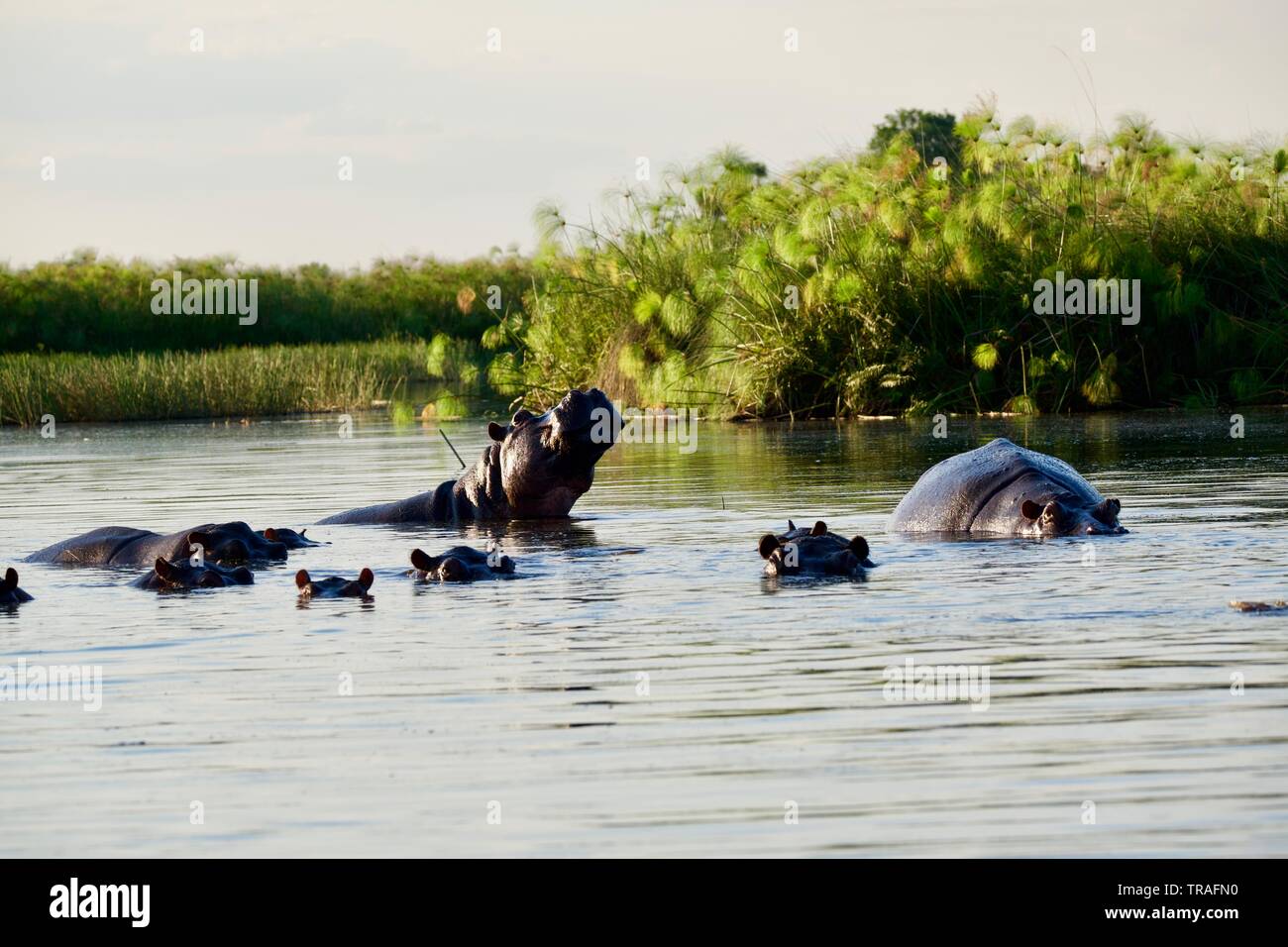Hippopotames dans le delta de l'Okavango Banque D'Images