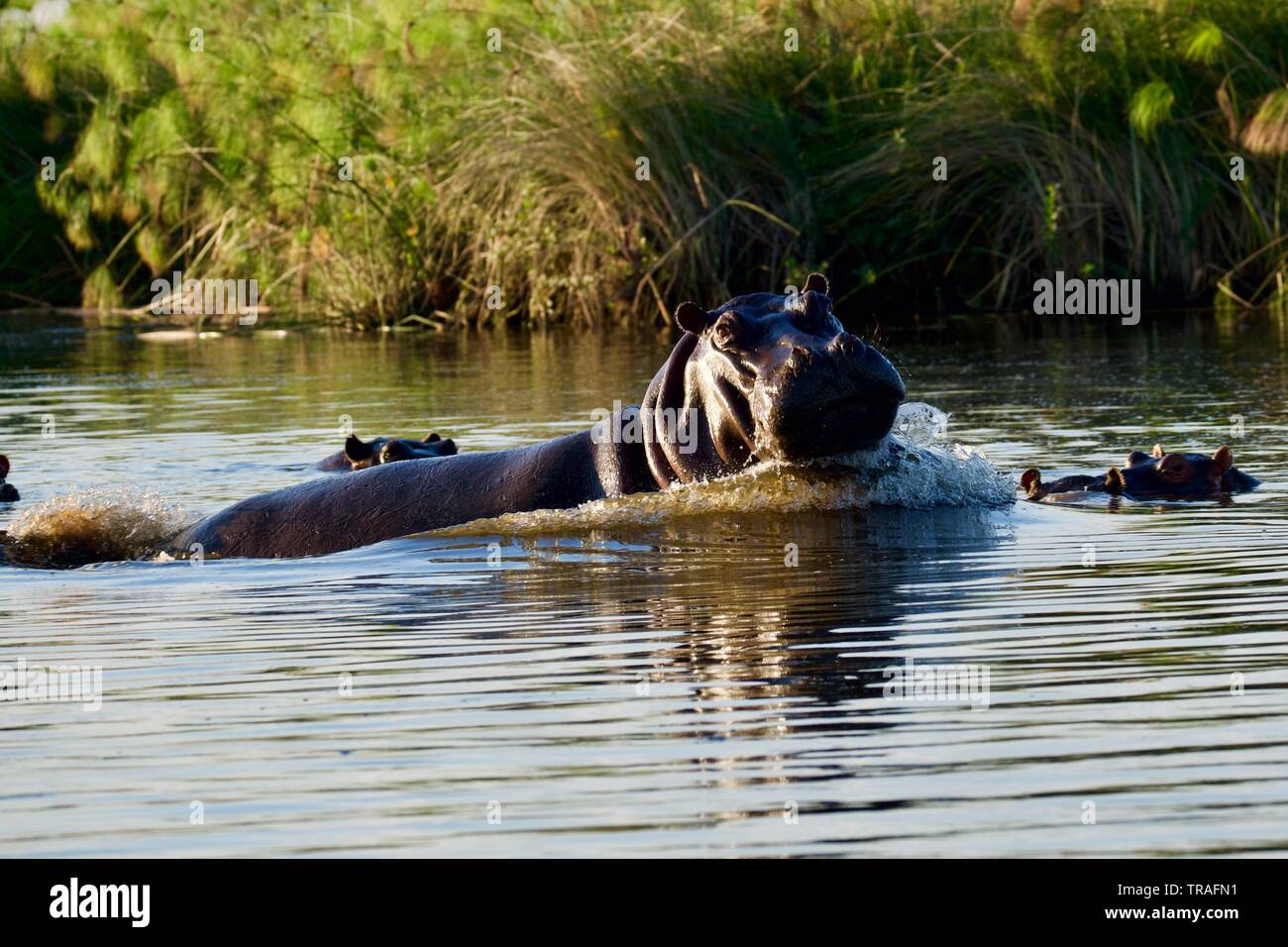 Hippopotames dans le delta de l'Okavango Banque D'Images