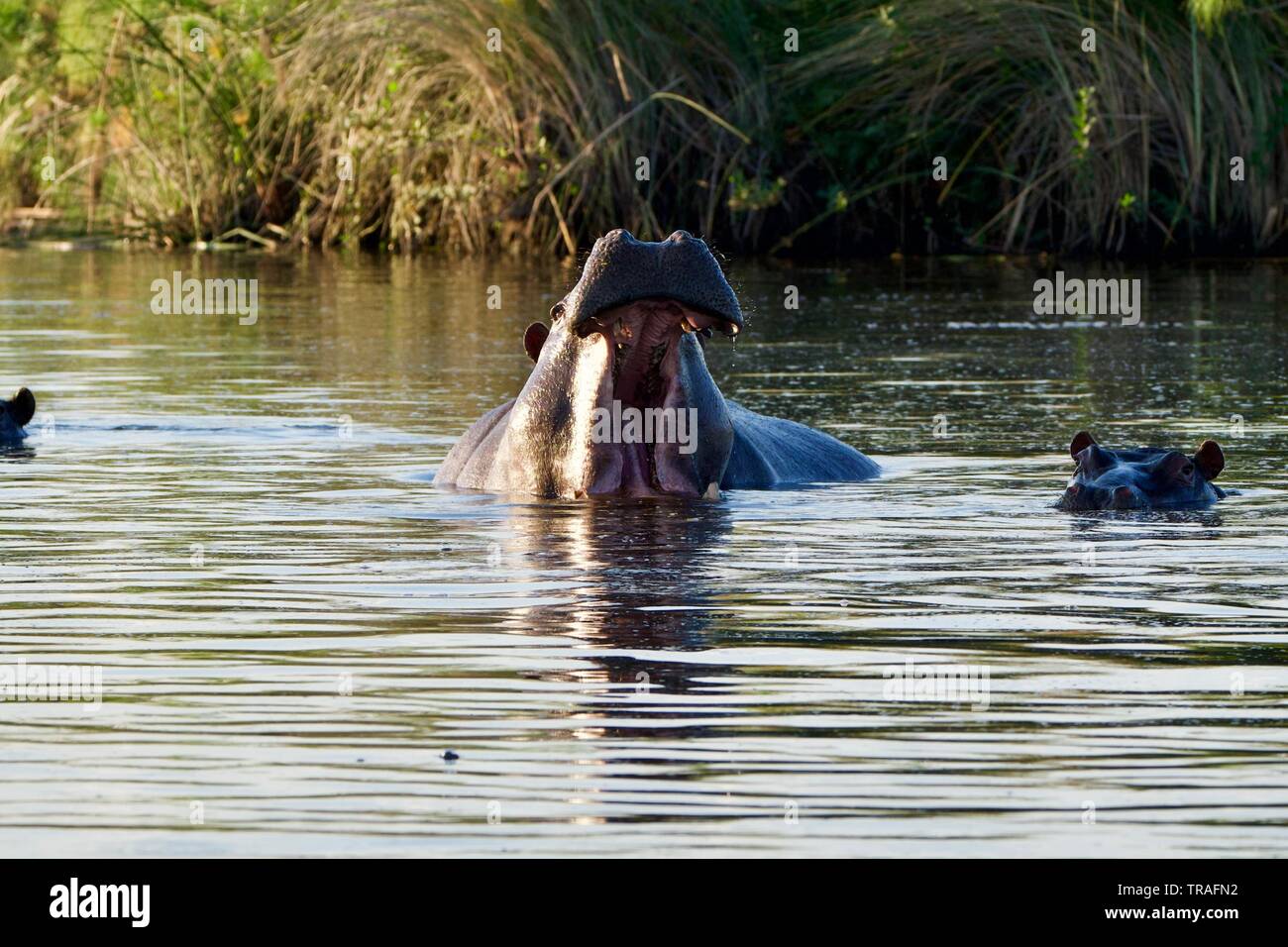 Hippopotames dans le delta de l'Okavango Banque D'Images