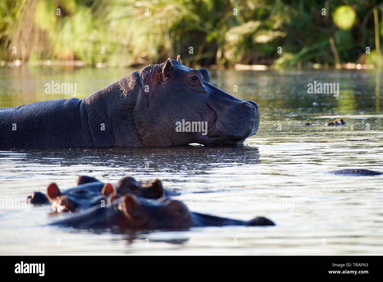 Hippopotames dans le delta de l'Okavango Banque D'Images