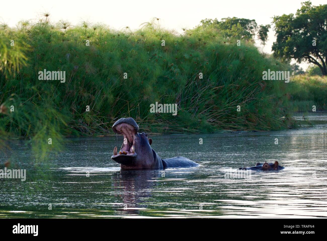 Hippopotames dans le delta de l'Okavango Banque D'Images