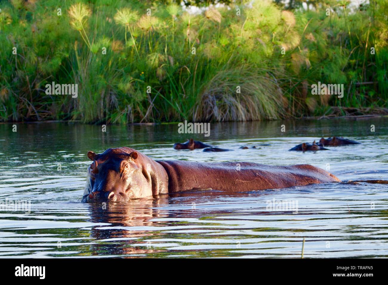 Hippopotames dans le delta de l'Okavango Banque D'Images