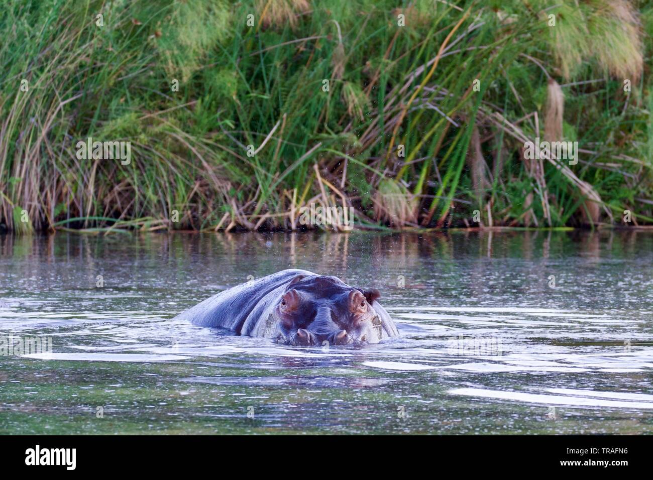 Hippopotames dans le delta de l'Okavango Banque D'Images