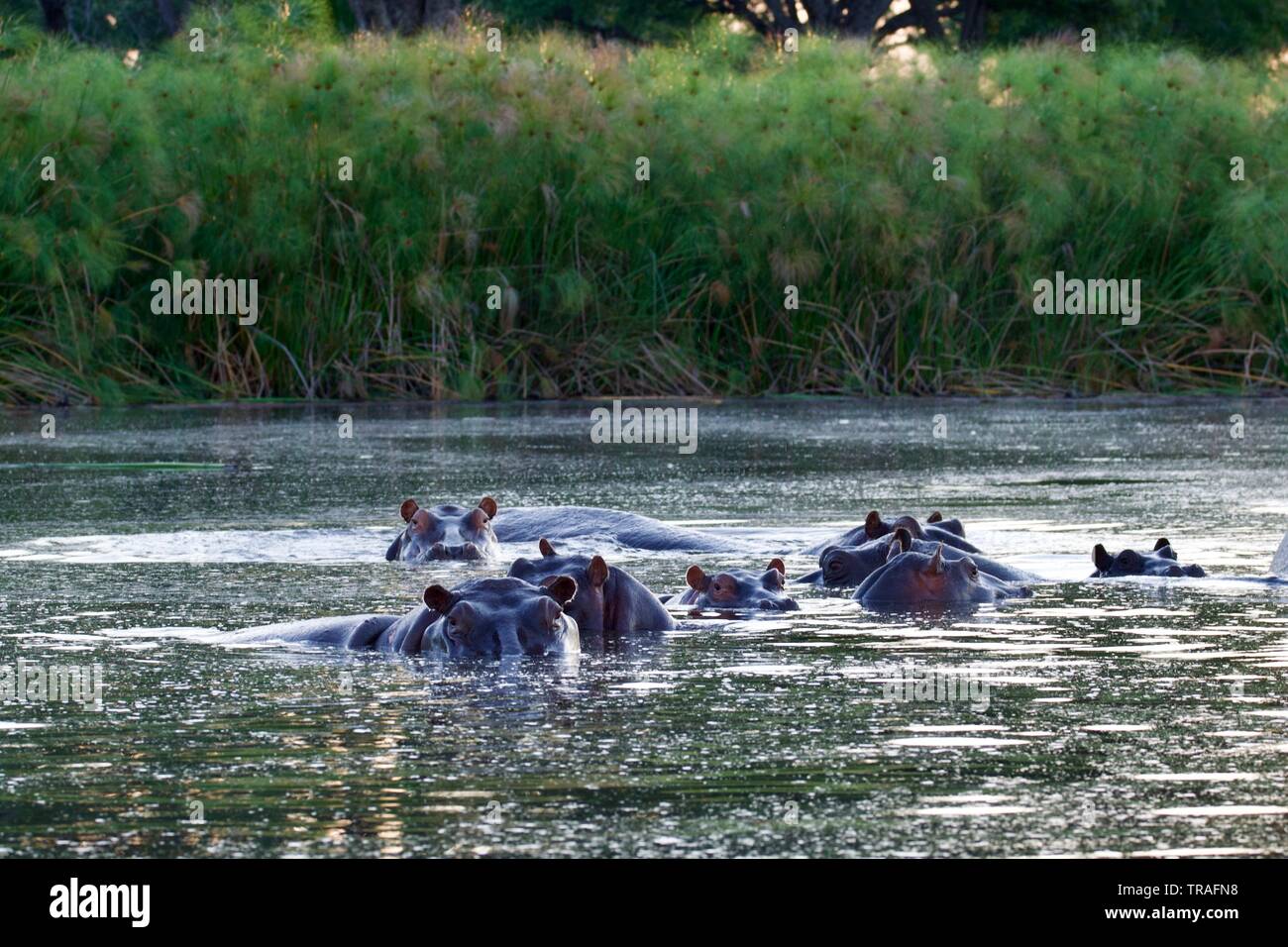Hippopotames dans le delta de l'Okavango Banque D'Images