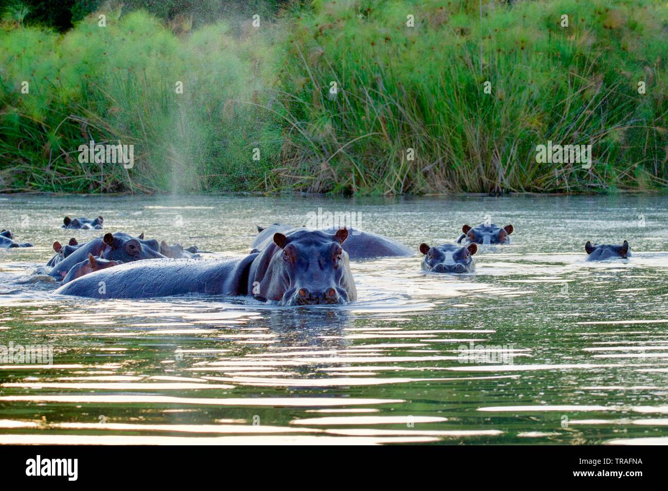 Hippopotames dans le delta de l'Okavango Banque D'Images