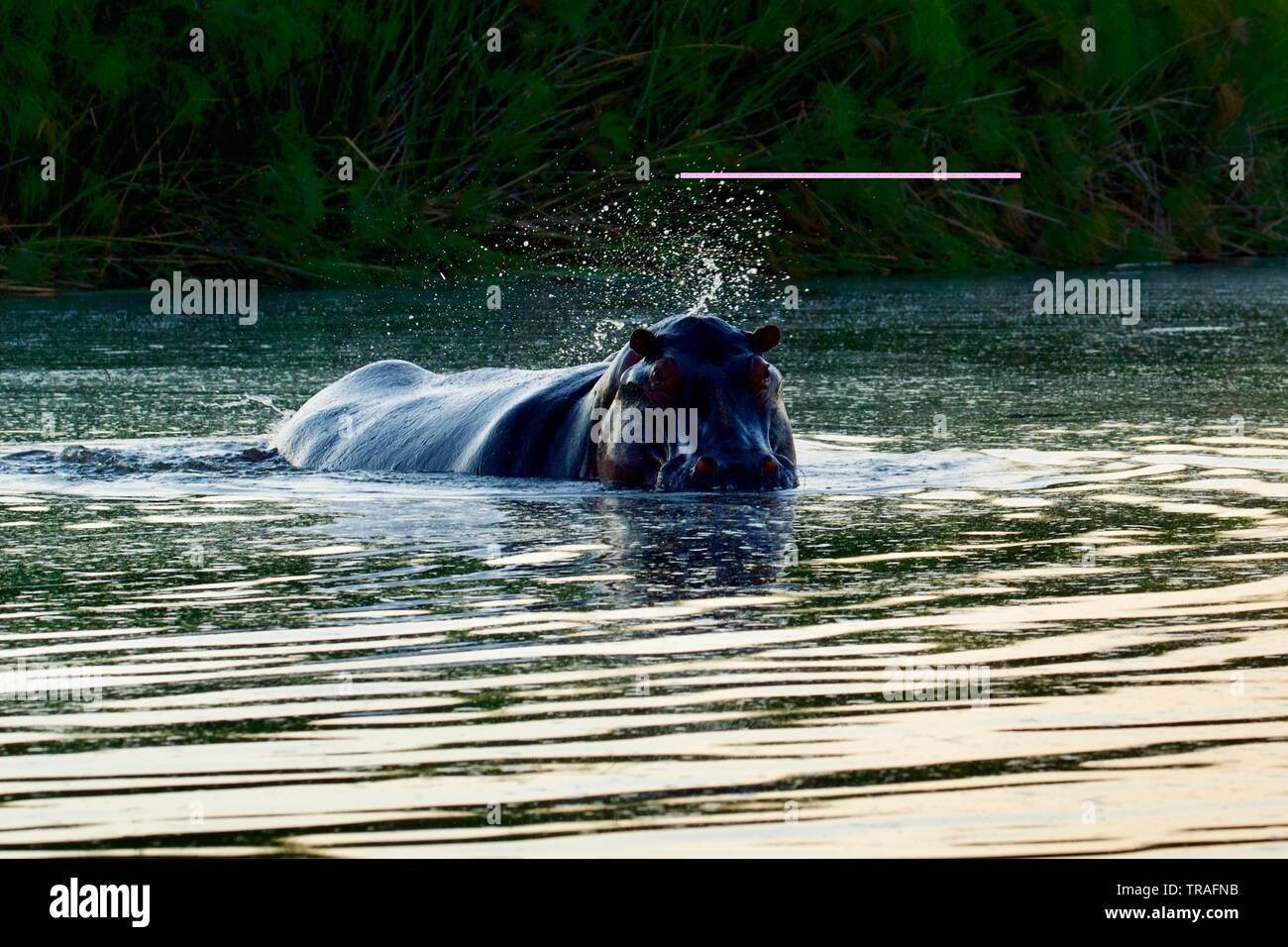 Hippopotames dans le delta de l'Okavango Banque D'Images