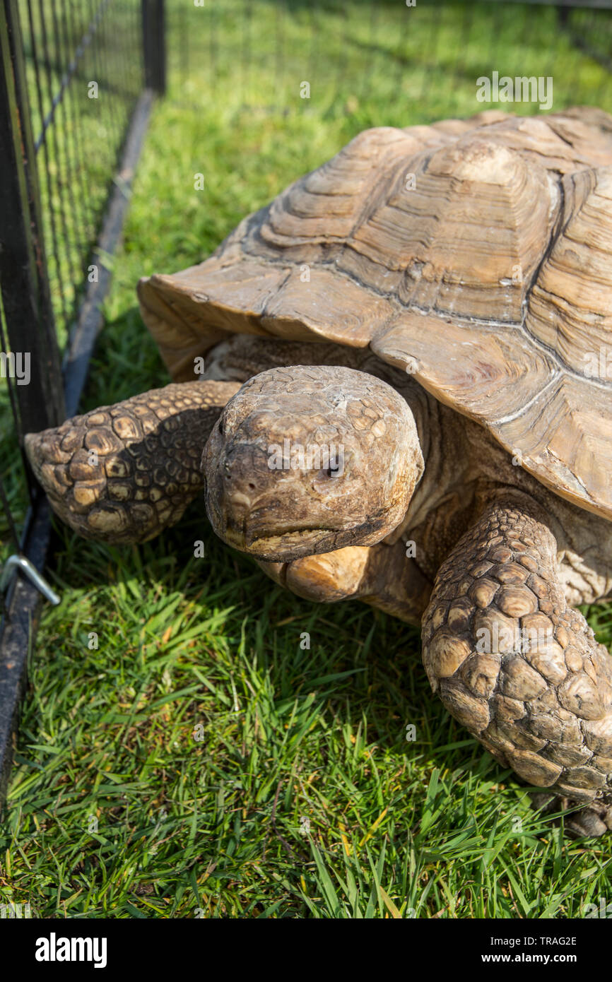 Les tortues terrestres sont des espèces de reptiles de la famille des Testudinidae l'ordre Testudines. Banque D'Images