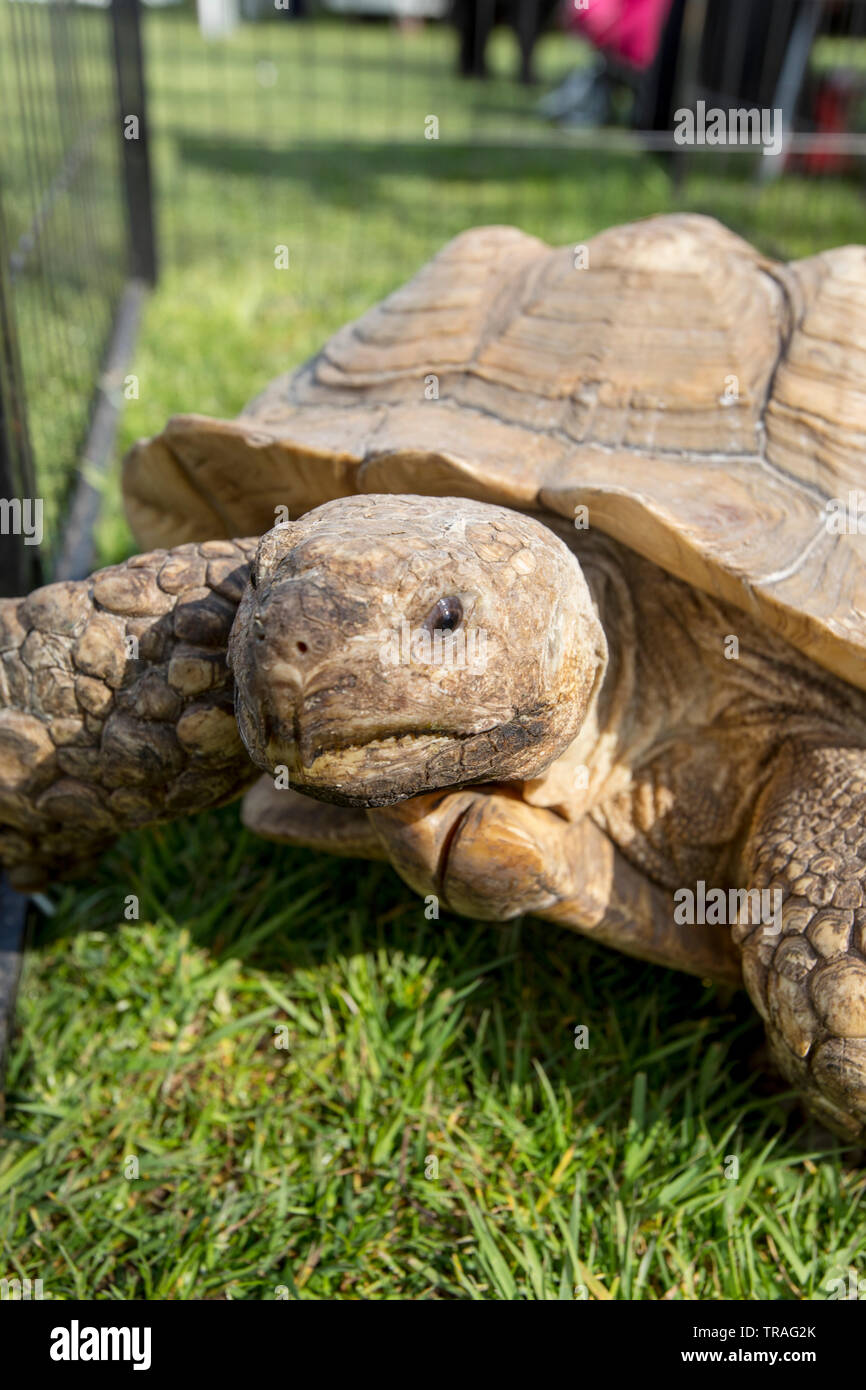 Gros plan d'une tortue. Les tortues sont des espèces de reptiles de la famille des Testudinidae de l'ordre des Testudines. Banque D'Images