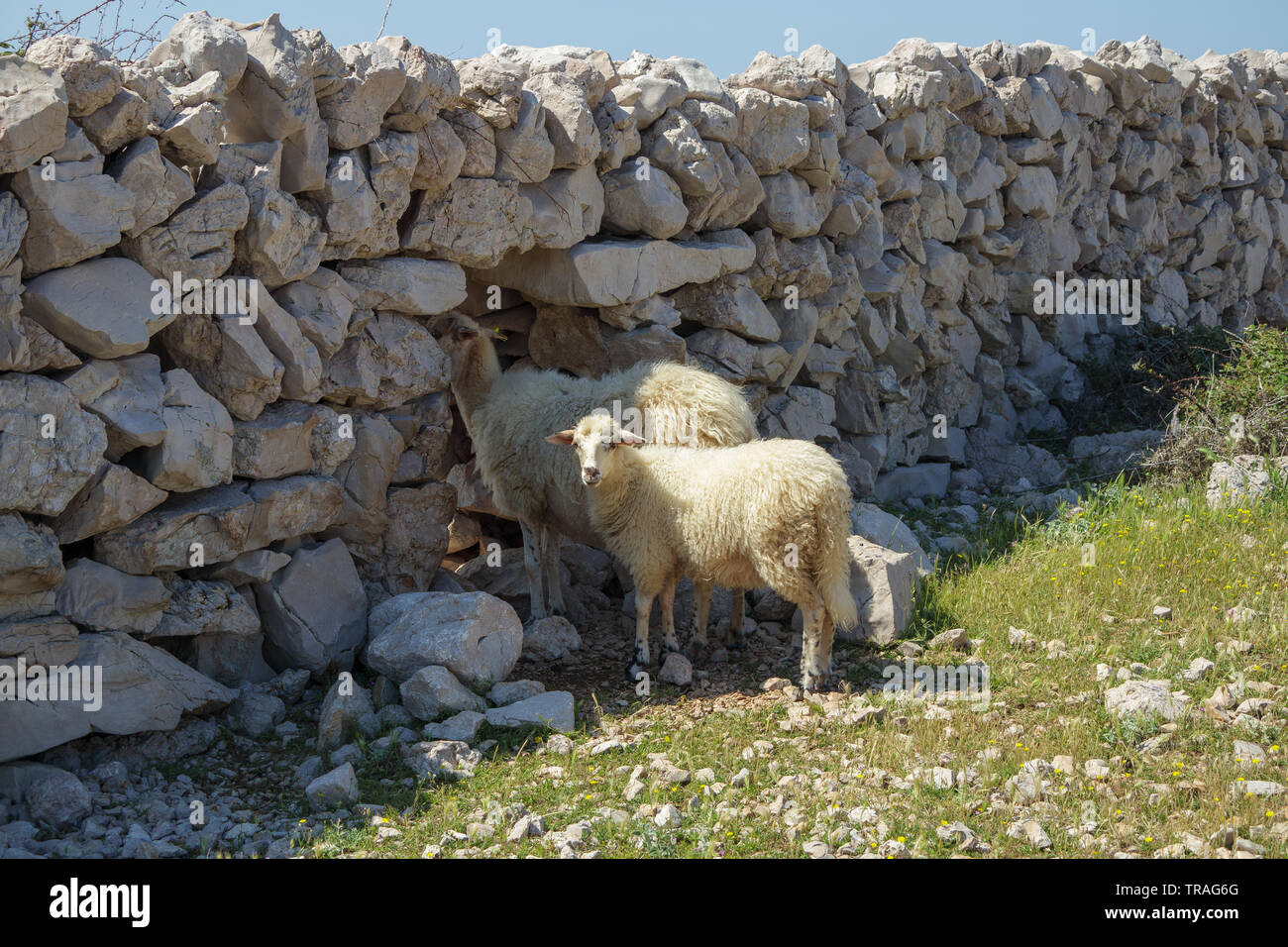 Deux moutons près de la paroi en pierre sèche. Baska. Croatie. Europe. Banque D'Images