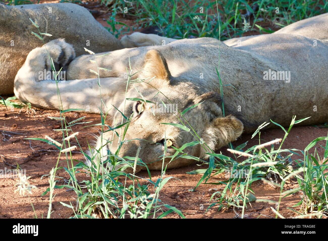 Lion mâle fermer ups dans Timbavati Banque D'Images