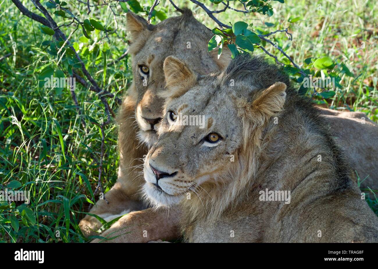 Lion mâle fermer ups dans Timbavati Banque D'Images