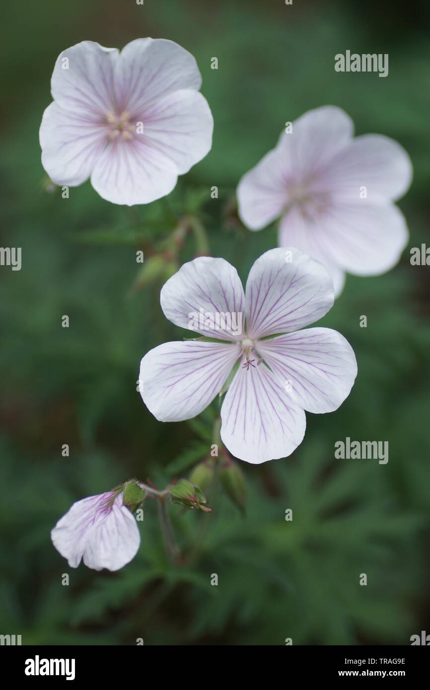 Geranium clarkei 'Kashmir White' Banque D'Images