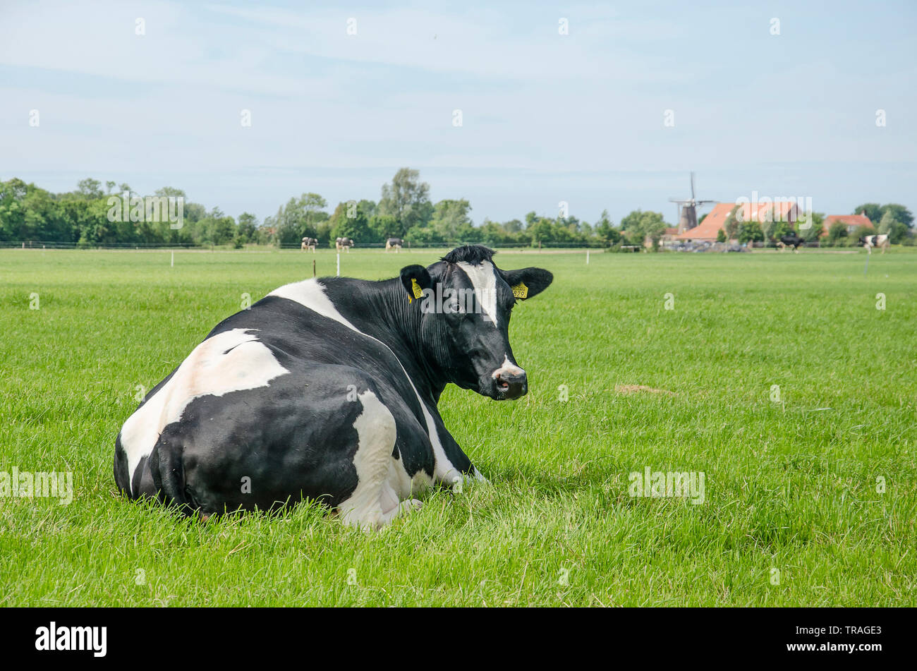 Portrai d'une vache noir et blanc se reposant dans un pré dans un paysage rural avec une ferme, arbres et un moulin à vent sur l'île de Walcheren, le Netherland Banque D'Images