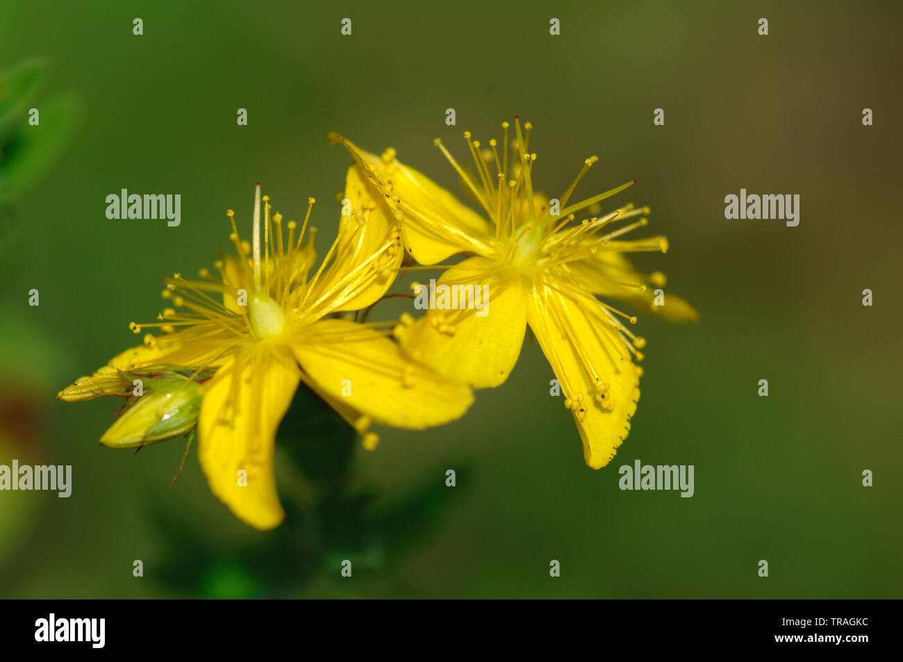 Perforer à St John's wort, Hypericum perforatum, Bedford Purlieus, Cambridgeshire Banque D'Images