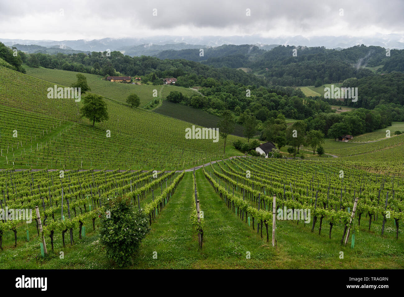 Vignobles de tement winery, Berghausen, Styrie, Autriche Banque D'Images