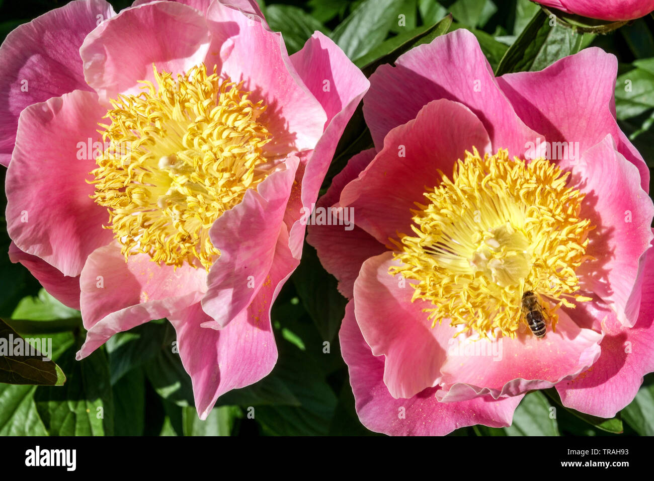Paeonia lactiflora 'Gedenken', fleurs de pivoine rose, fleurs de pivoine et abeille en grandes fleurs Banque D'Images