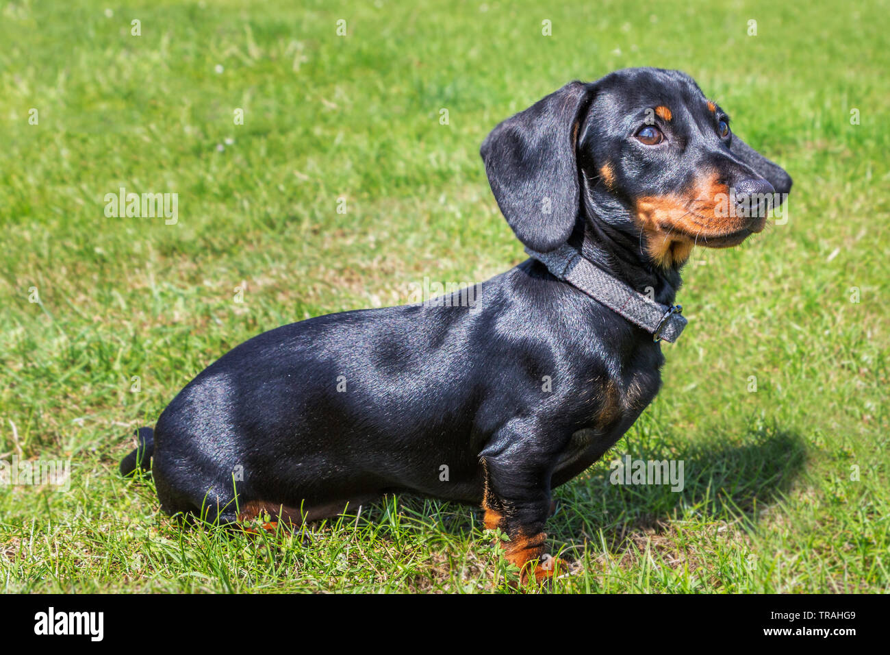 Portrait d'un chiot Teckel miniature poil court, noir et feu avec une belle brillance du poil à l'extérieur sur l'herbe au soleil Banque D'Images