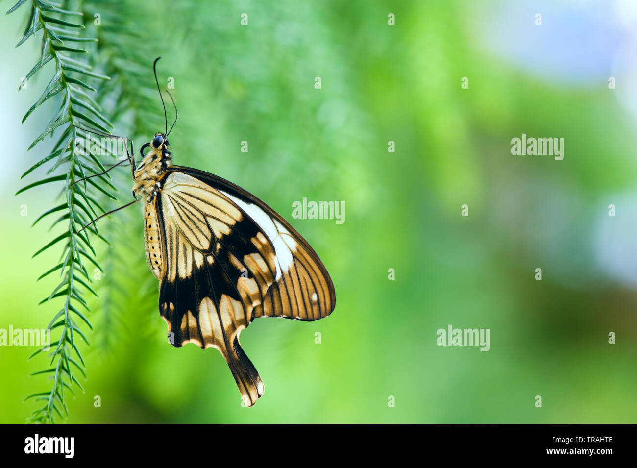 Moqueur Swallowtail Butterfly (Papilio dardanus) également appelé Porte-queue de l'Afrique reposant sur des feuilles de plantes. Banque D'Images