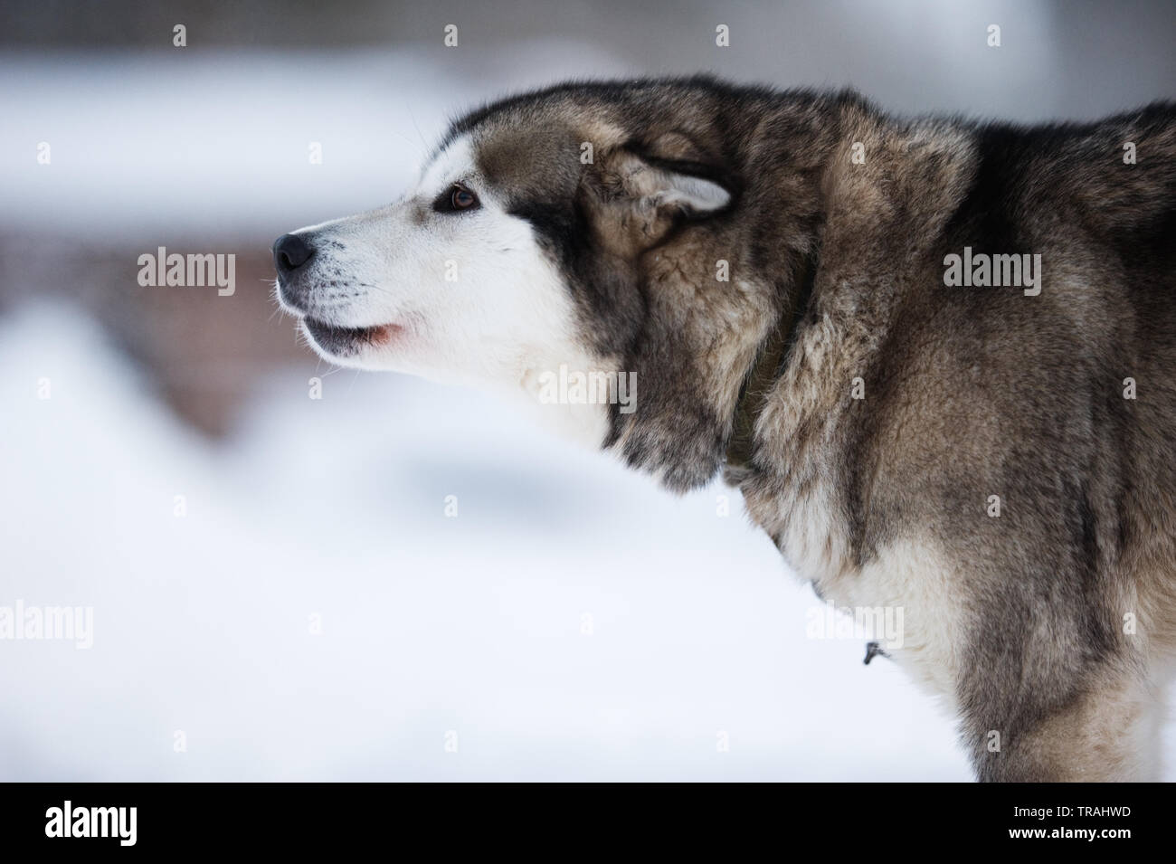 Portrait de Malamute d'Alaska, chien de traîneau. Banque D'Images
