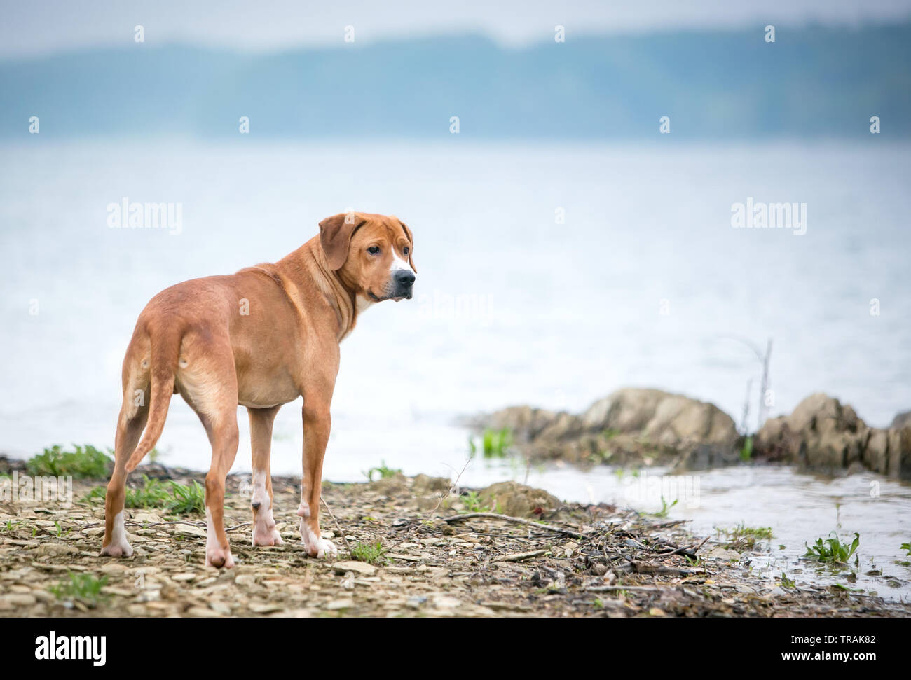 Un rouge et blanc dog debout à côté d'un lac Banque D'Images