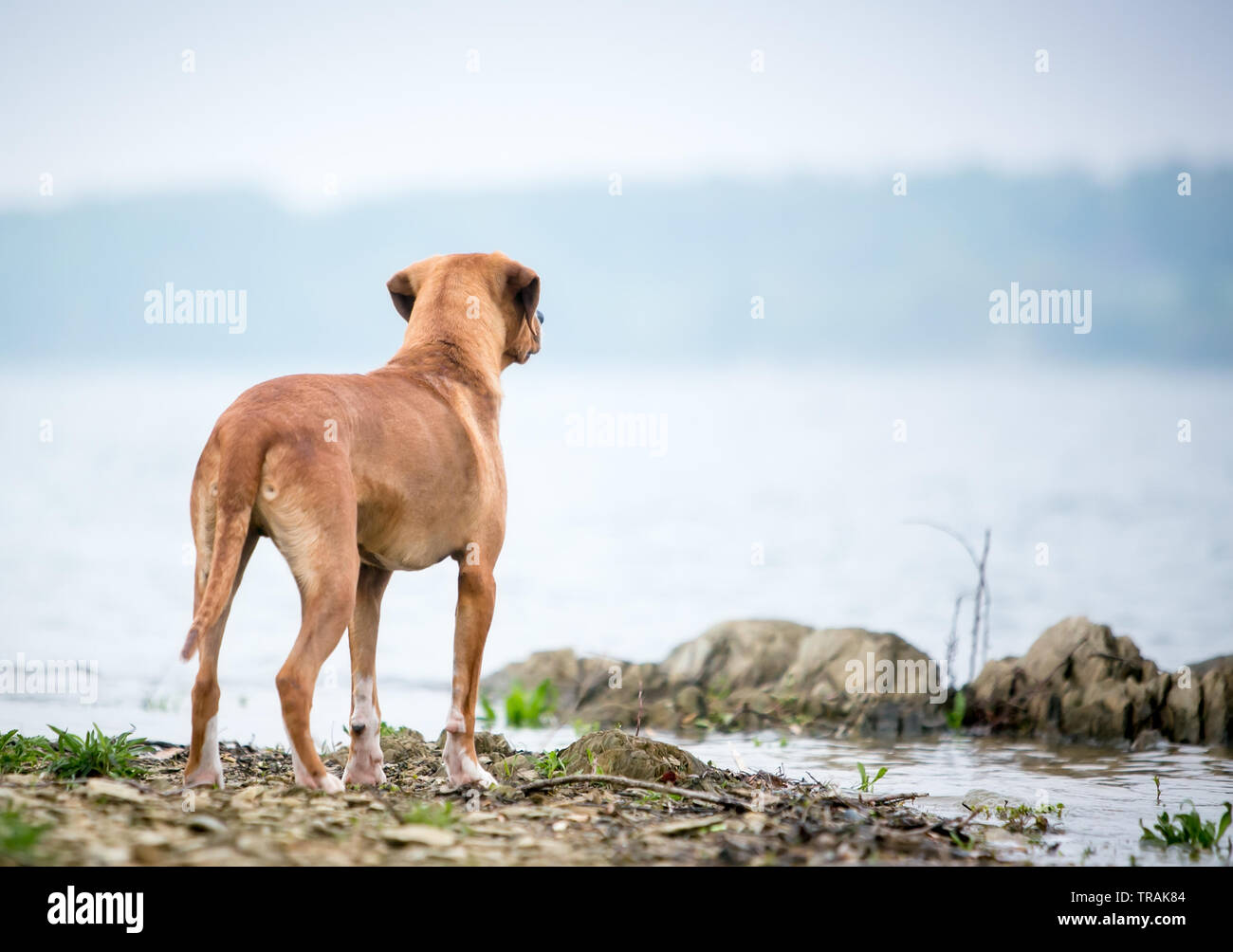 Un rouge et blanc dog debout au bord d'un lac Banque D'Images