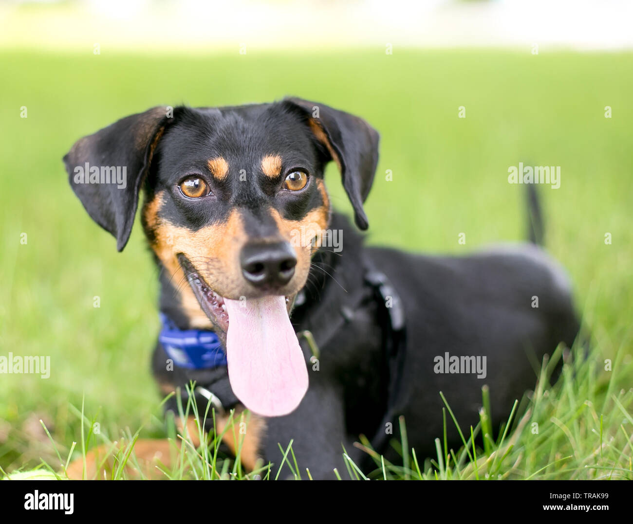 Un teckel noir et rouge mixed breed dog allongé dans l'herbe et haletant Banque D'Images