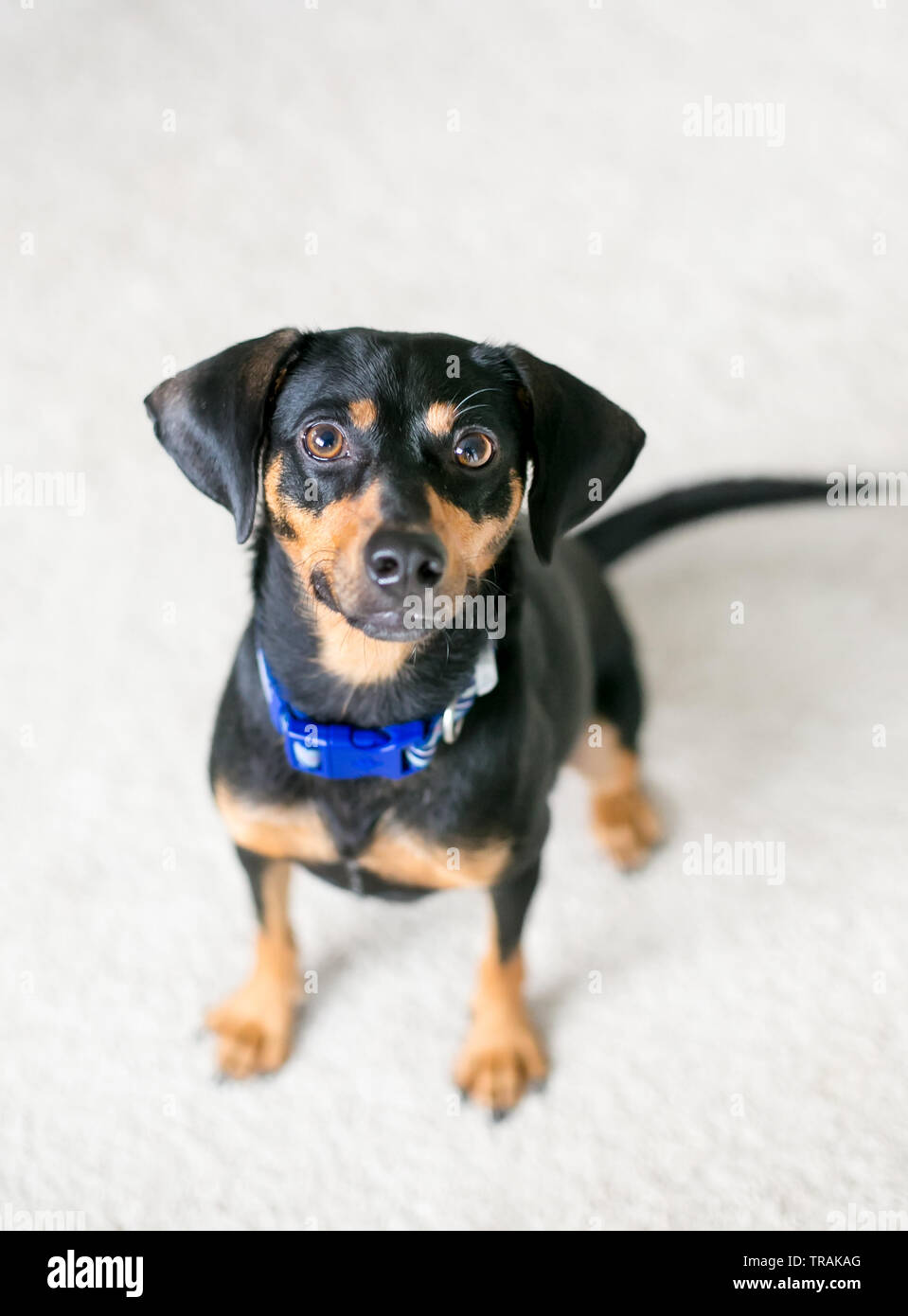 Un Teckel rouge et noir mixed breed dog sitting et à la recherche jusqu'à l'appareil photo Banque D'Images
