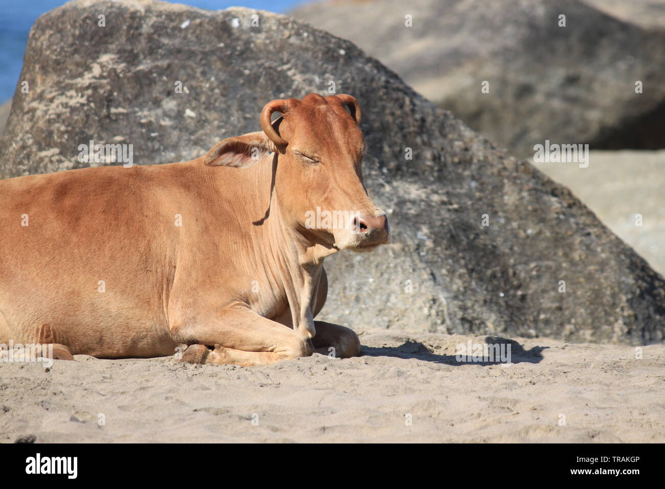 Vache brune détente sur plage publique de Palolem, Goa, Inde Banque D'Images