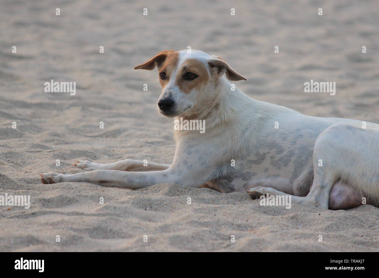 Chien sur plage à Palolem, Goa, Inde Banque D'Images
