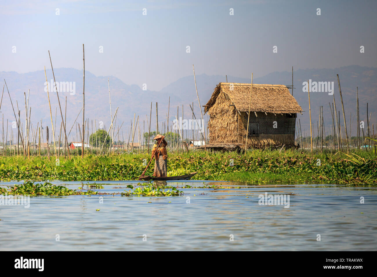 Les potagers flottants au Lac Inle, Myanmar Banque D'Images