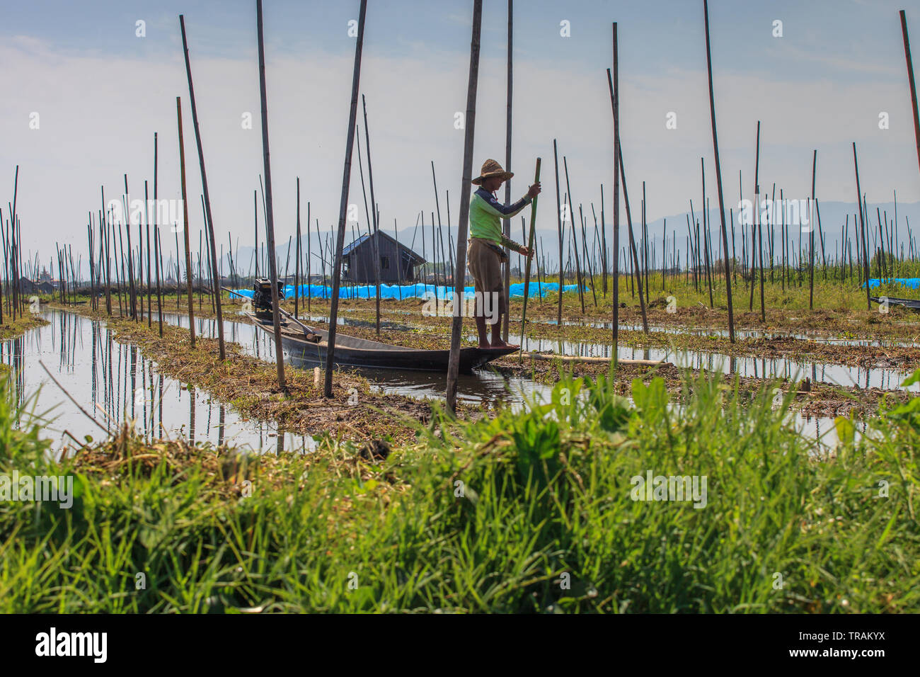 Les potagers flottants au Lac Inle, Myanmar Banque D'Images