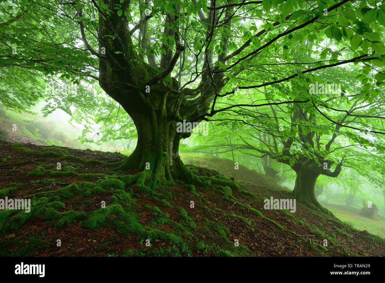 Matin brumeux sur la forêt dans un matin de printemps Banque D'Images