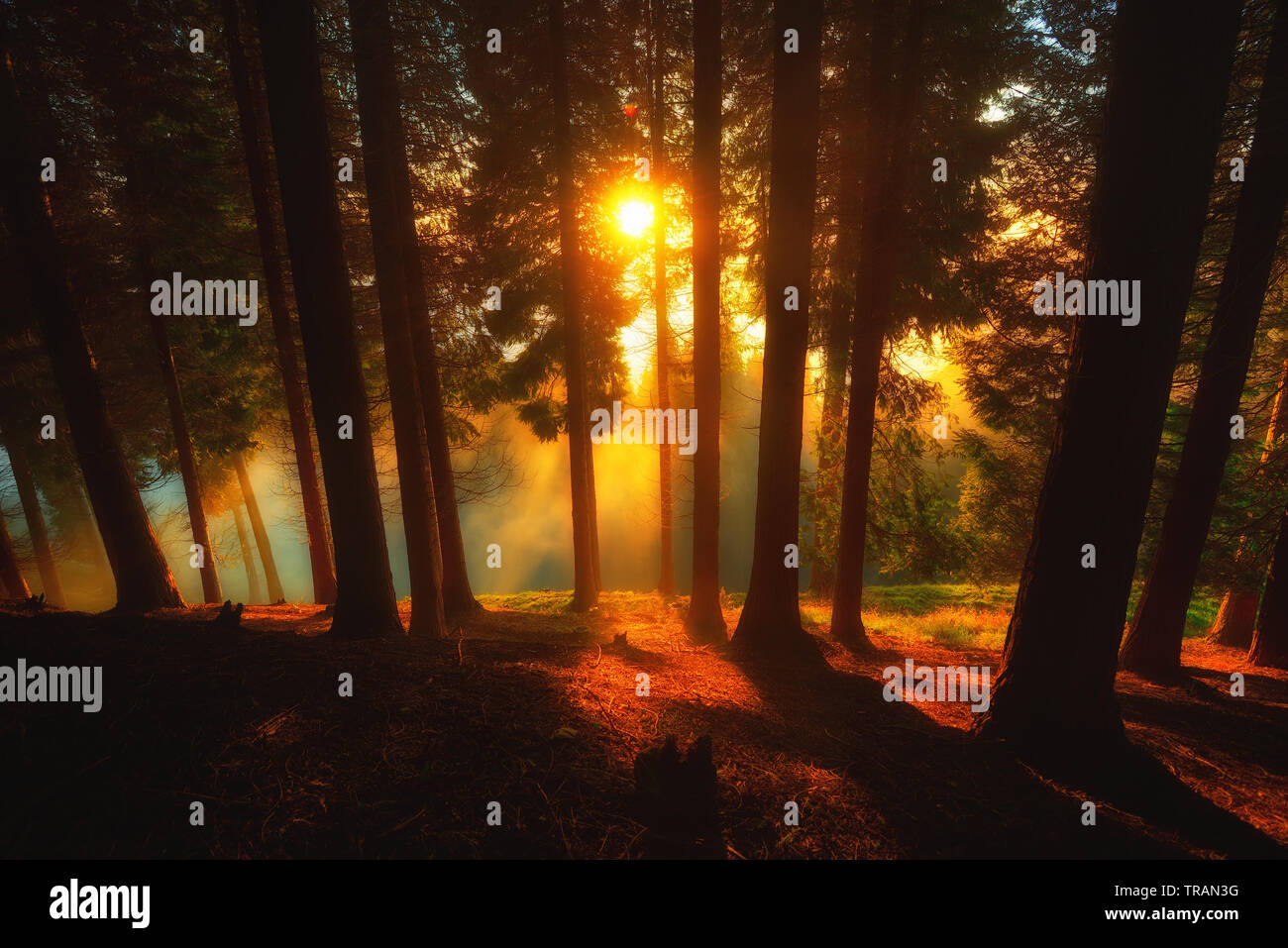 Lever du soleil dans la forêt sur un matin brumeux dans parc naturel Urkiola Banque D'Images