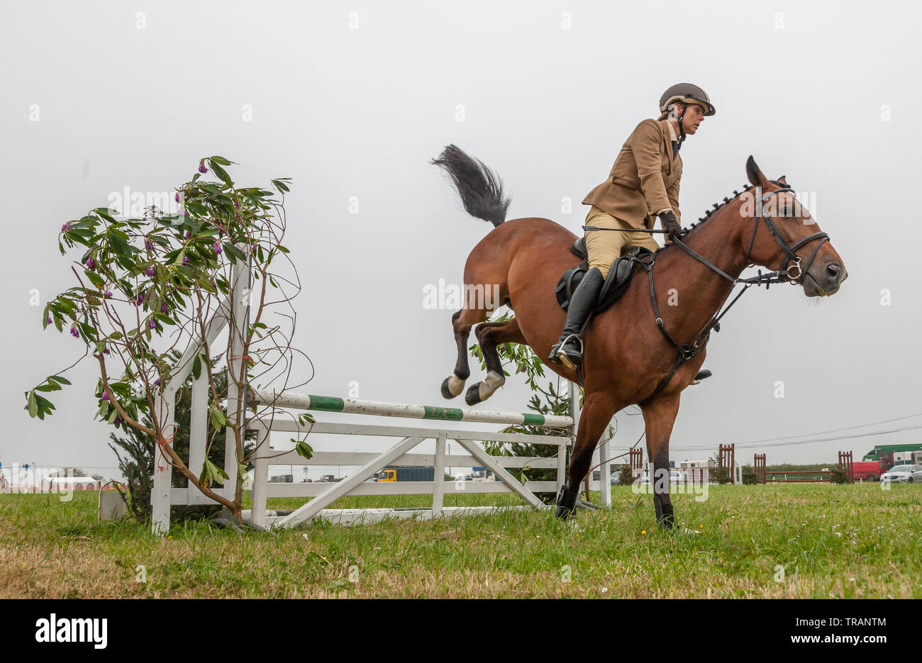 Belgooly, Cork, Irlande. 01 Juin, 2019. Maura Crowley de Castleisland avec son cheval de sport irlandais une compensation Casper LVS durant la compétition de saut à l'exposition agricole annuelle qui a eu lieu à Belgooly, co Cork, Irlande. Crédit ; David Creedon / Alamy Live News Banque D'Images